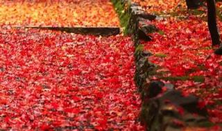 岁月如梭怀念在深秋 岁月如梭怀念在深秋