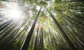 终随松柏到冰霜 终随松柏到冰霜