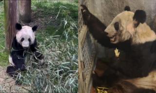 丫丫抓起竹子就开啃