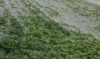 郑州暴雨调查报告全文分析 郑州暴雨后人间百态