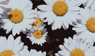 小雏菊花语 小雏菊花语