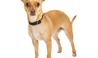 歌手金娃娃长什么样 杭州金娃娃儿童摄影