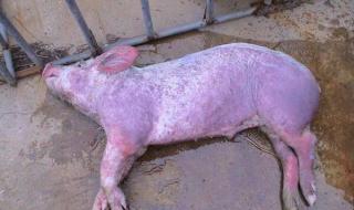 猪得了蓝耳病怎么治