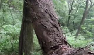 百岁野生猕猴桃树王